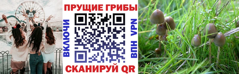 Псилоцибиновые грибы Psilocybine cubensis Лодейное Поле